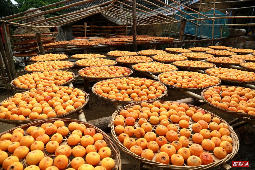 秋风送爽，柿子飘香【丰收篇】！280 / 作者:榄称水 / 帖子ID:57237