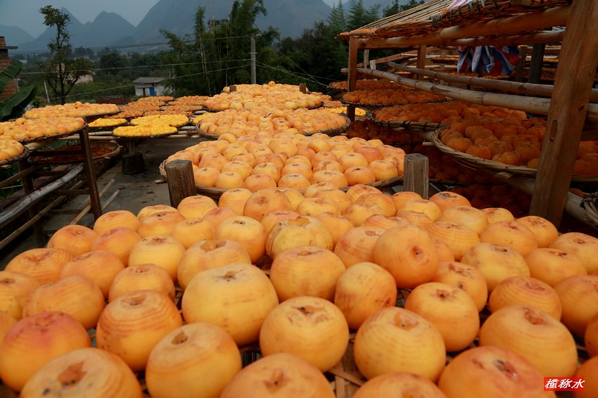 秋风送爽，柿子飘香【丰收篇】！585 / 作者:榄称水 / 帖子ID:57237