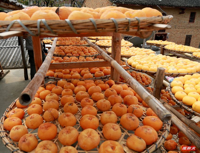 秋风送爽，柿子飘香【丰收篇】！908 / 作者:榄称水 / 帖子ID:57237