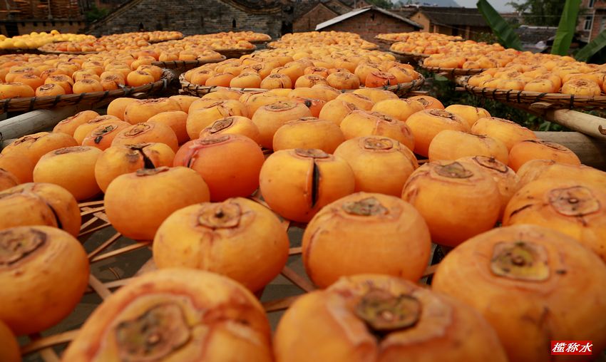 秋风送爽，柿子飘香【丰收篇】！699 / 作者:榄称水 / 帖子ID:57237