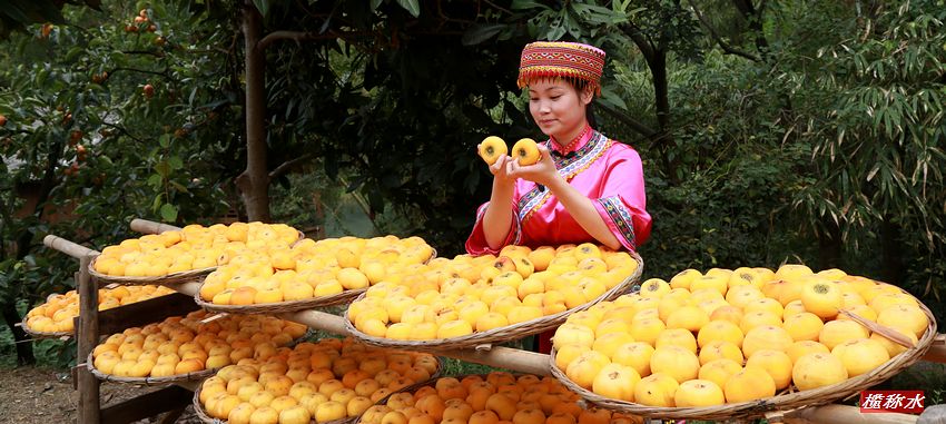 秋风送爽，柿子飘香【丰收篇】！932 / 作者:榄称水 / 帖子ID:57237