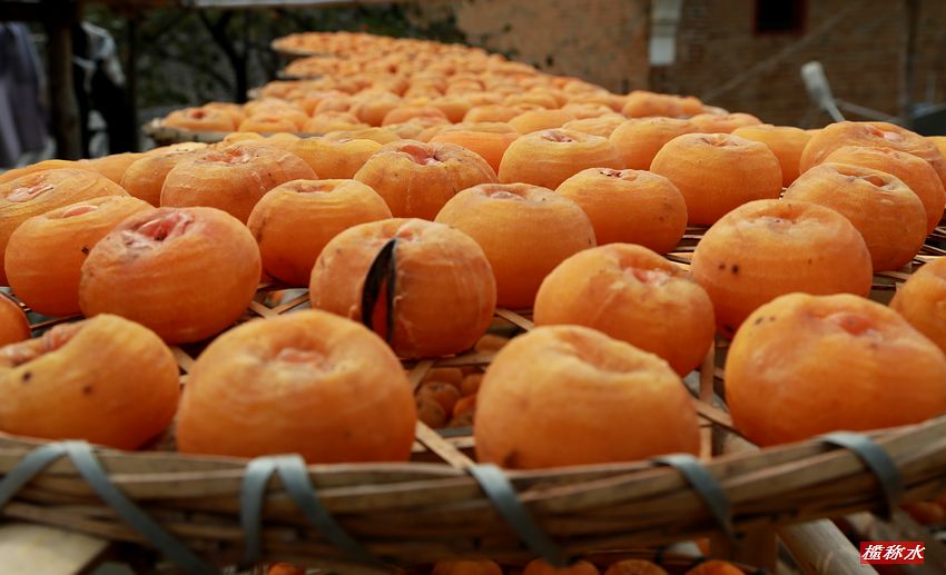 秋风送爽，柿子飘香【丰收篇】！345 / 作者:榄称水 / 帖子ID:57237