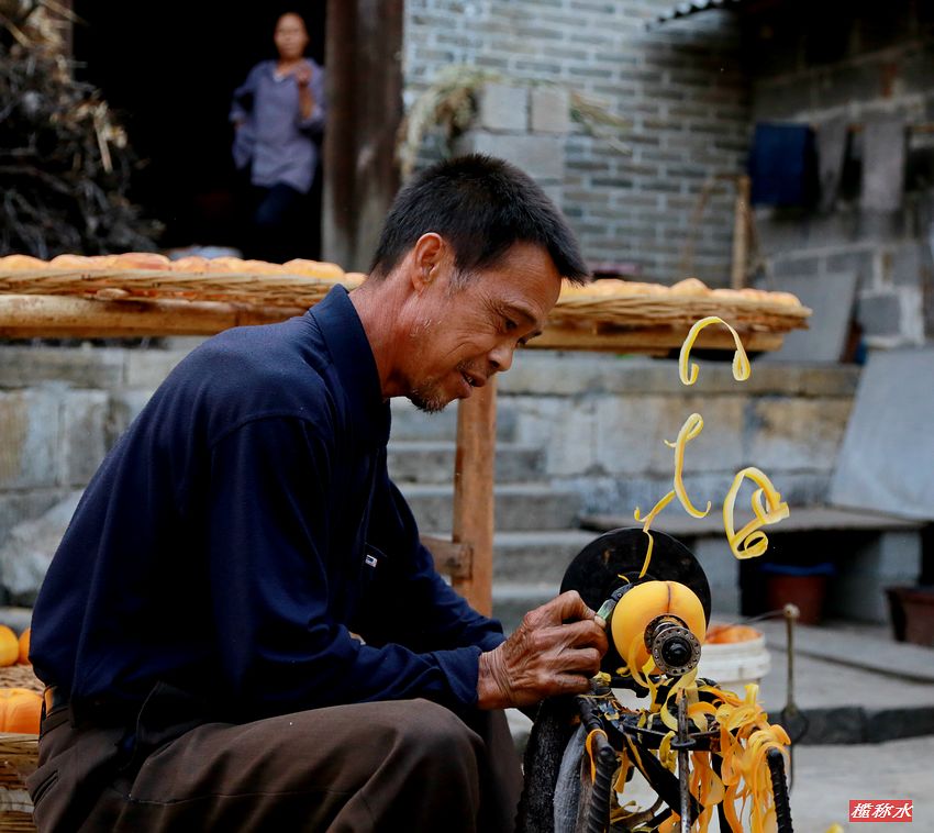 秋风送爽，柿子飘香【丰收篇】！474 / 作者:榄称水 / 帖子ID:57237