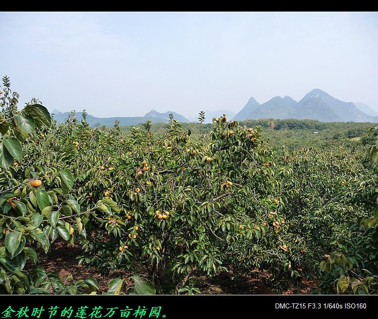 昨天在月柿节上拍的。441 / 作者:平安大叔 / 帖子ID:57343