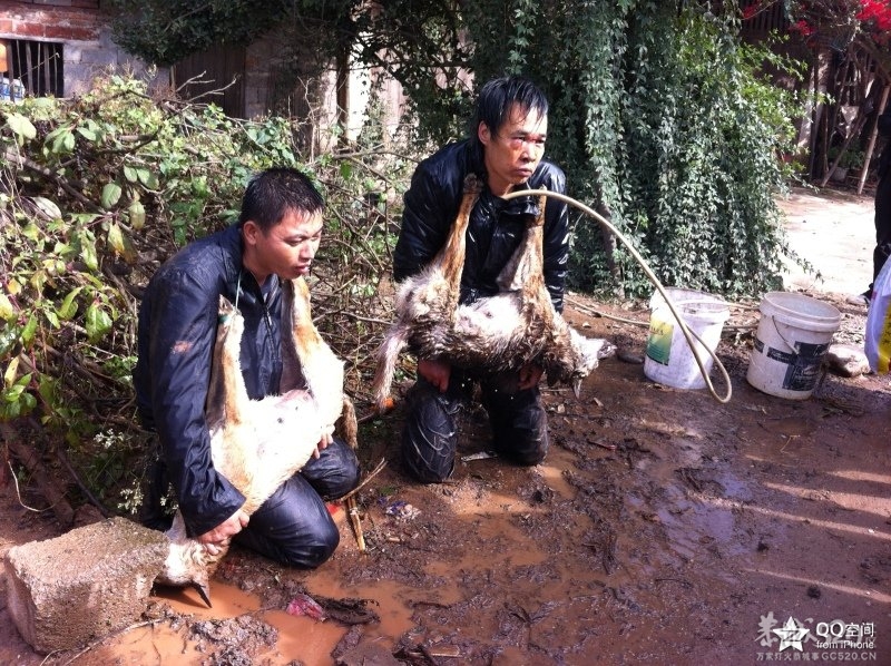 听说万恶的偷狗贼死了一个？594 / 作者:随意看天下 / 帖子ID:58199