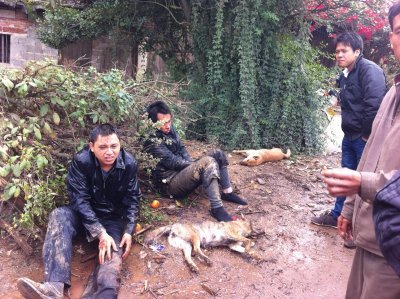 万恶的偷狗贼，终于被抓住了187 / 作者:枫中凌乱 / 帖子ID:58157