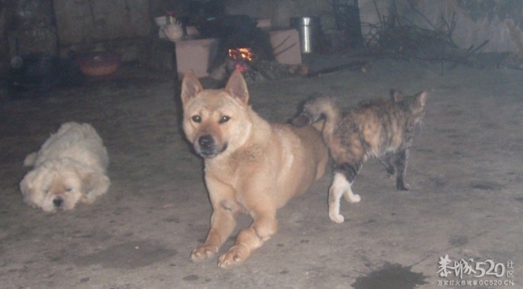 听说万恶的偷狗贼死了一个？695 / 作者:钱是今生 / 帖子ID:58199