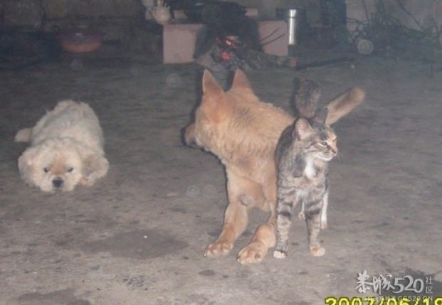 听说万恶的偷狗贼死了一个？746 / 作者:钱是今生 / 帖子ID:58199