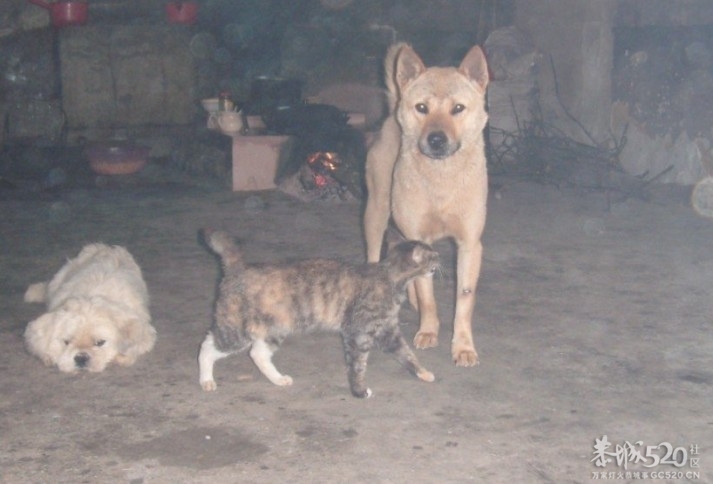 听说万恶的偷狗贼死了一个？213 / 作者:钱是今生 / 帖子ID:58199