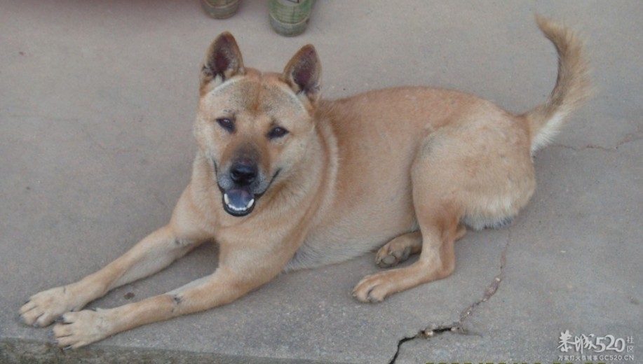 听说万恶的偷狗贼死了一个？523 / 作者:钱是今生 / 帖子ID:58199