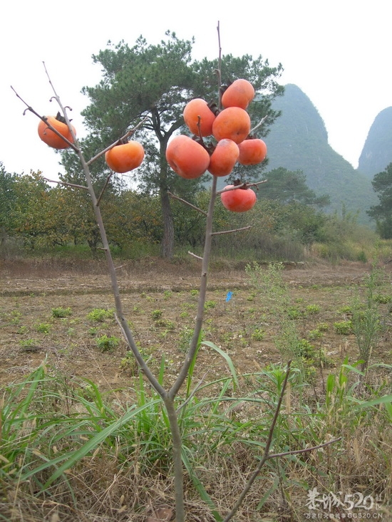 &quot;早生早育,后果严重&quot;349 / 作者:暮云春树 / 帖子ID:58231