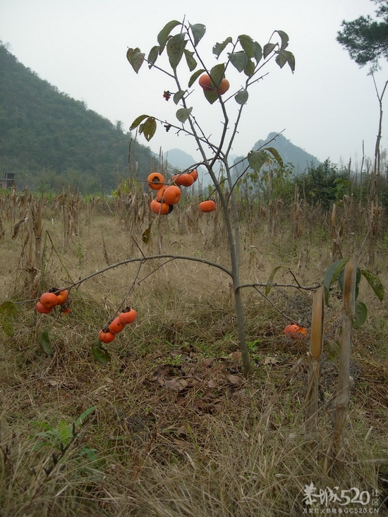 &quot;早生早育,后果严重&quot;850 / 作者:暮云春树 / 帖子ID:58231
