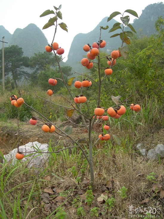 &quot;早生早育,后果严重&quot;569 / 作者:暮云春树 / 帖子ID:58231