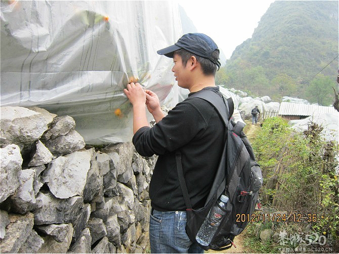 2012.11.24穿越葡萄到兴坪徒步活动610 / 作者:★黯里著谜★ / 帖子ID:58441