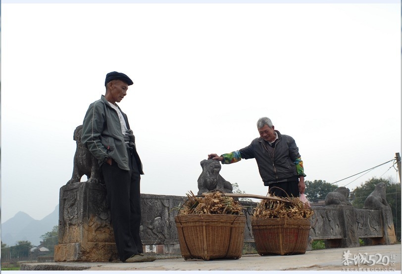 一担姜引发的感叹！383 / 作者:大鸟 / 帖子ID:58559