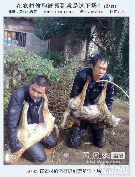 偷狗挨打的图片上凤凰网了121 / 作者:否定一切 / 帖子ID:58524