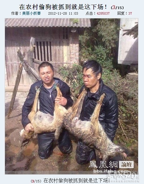 偷狗挨打的图片上凤凰网了779 / 作者:否定一切 / 帖子ID:58524