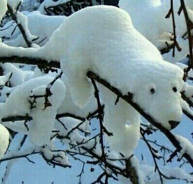 放雪~~各种古里八怪481 / 作者:马路桥~八区 / 帖子ID:58703