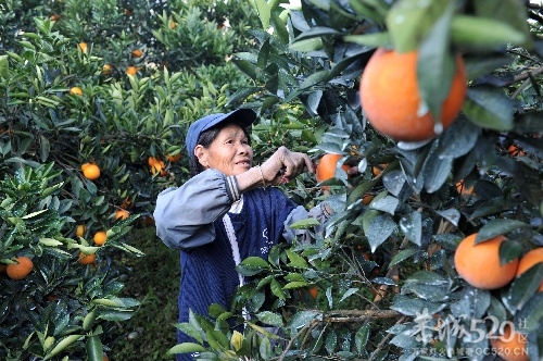 恭城40万吨柑橙柚“抢鲜”上市605 / 作者:茶城路人 / 帖子ID:58728