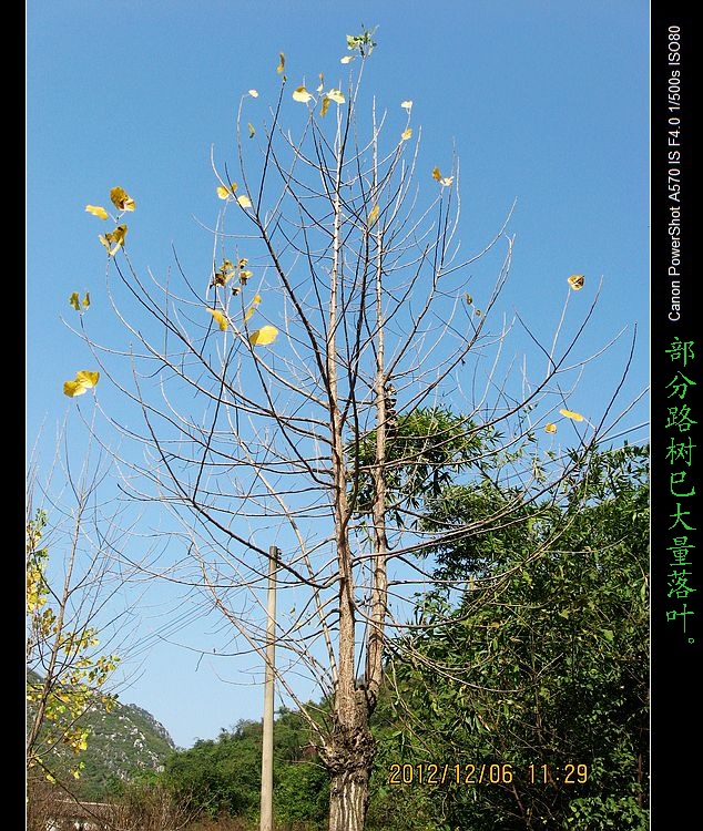 观赏红叶、黄叶并不远但要抓紧时间哟！915 / 作者:平安大叔 / 帖子ID:58874