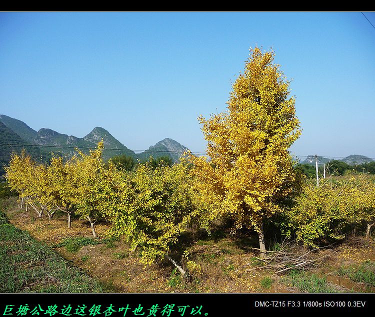 观赏红叶、黄叶并不远但要抓紧时间哟！541 / 作者:平安大叔 / 帖子ID:58874