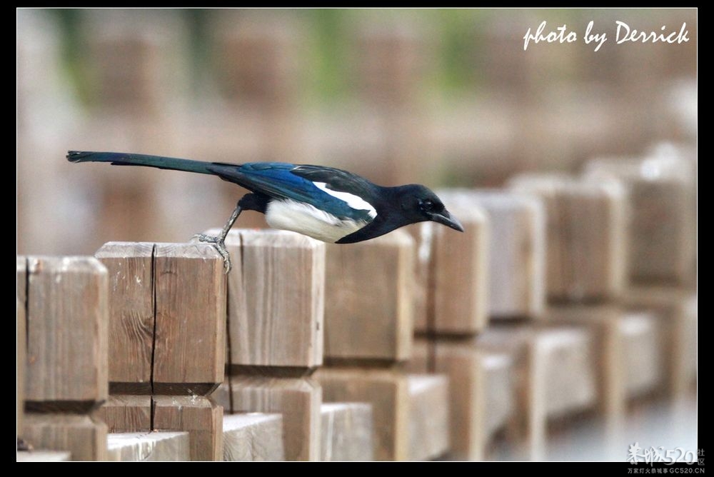 恭城人在深圳聚会咯！如果22号太阳照样升起 23号恭城人相约红树林[深圳]530 / 作者:阳光婚庆 / 帖子ID:58886
