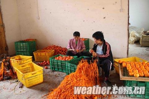 恭城久雨逢暖阳 柿农趁机晒饼忙158 / 作者:茶城路人 / 帖子ID:59161