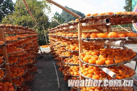 恭城久雨逢暖阳 柿农趁机晒饼忙823 / 作者:茶城路人 / 帖子ID:59161