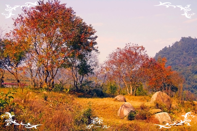 枫叶110 / 作者:瑶乡看兰 / 帖子ID:59218