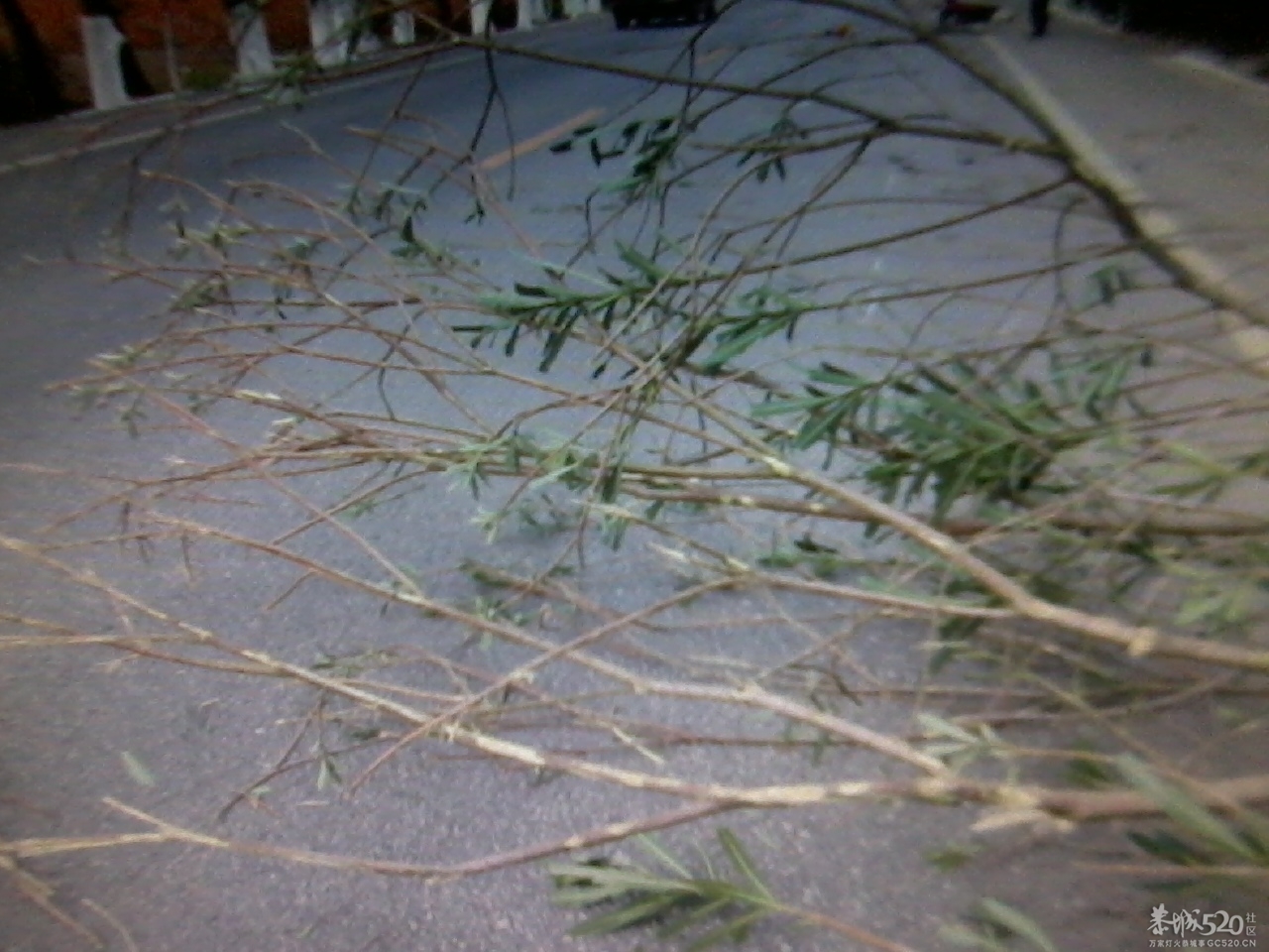 这样的车祸真冤,有图求真相368 / 作者:山高人为峰 / 帖子ID:59418