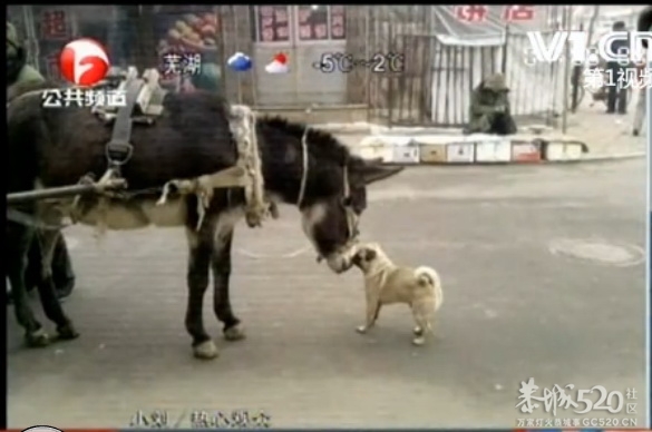 社会百态：骡子恋上小狗狗。668 / 作者:平安大叔 / 帖子ID:59622