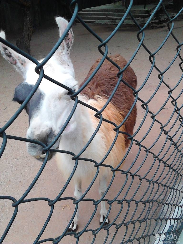 2013年元旦，深圳市野生动物园一日游905 / 作者:758779802 / 帖子ID:59689