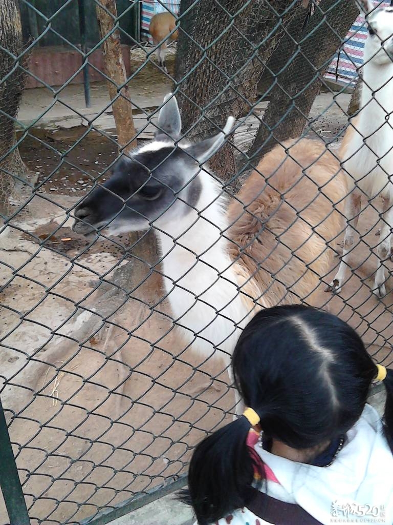 2013年元旦，深圳市野生动物园一日游302 / 作者:758779802 / 帖子ID:59689