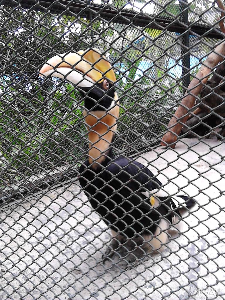 2013年元旦，深圳市野生动物园一日游964 / 作者:758779802 / 帖子ID:59689
