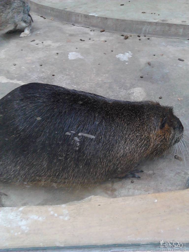 2013年元旦，深圳市野生动物园一日游171 / 作者:758779802 / 帖子ID:59689