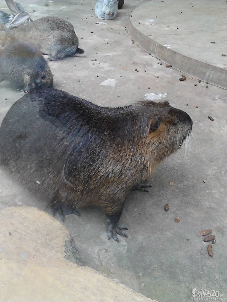 2013年元旦，深圳市野生动物园一日游14 / 作者:758779802 / 帖子ID:59689
