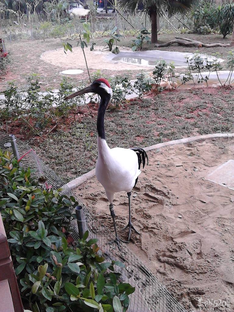 2013年元旦，深圳市野生动物园一日游356 / 作者:758779802 / 帖子ID:59689