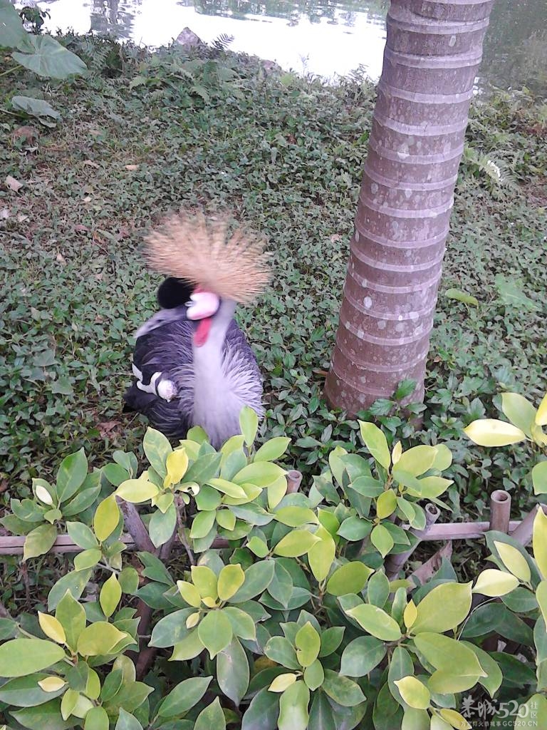 2013年元旦，深圳市野生动物园一日游582 / 作者:758779802 / 帖子ID:59689