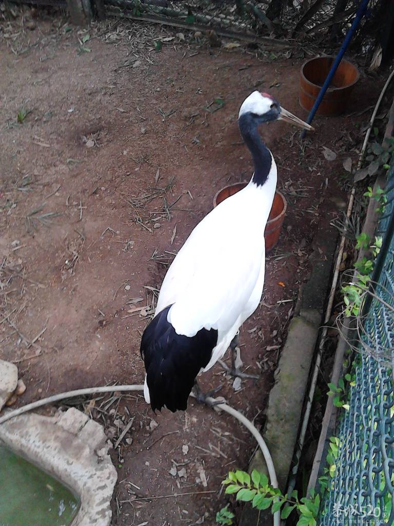 2013年元旦，深圳市野生动物园一日游438 / 作者:758779802 / 帖子ID:59689