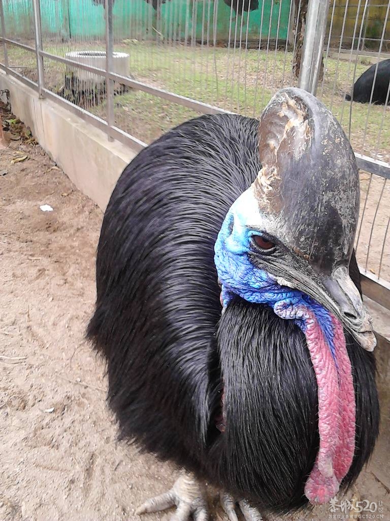 2013年元旦，深圳市野生动物园一日游525 / 作者:758779802 / 帖子ID:59689