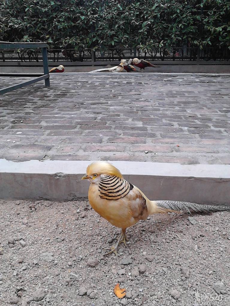 2013年元旦，深圳市野生动物园一日游273 / 作者:758779802 / 帖子ID:59689