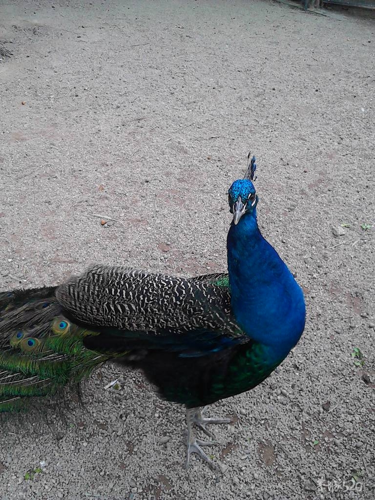 2013年元旦，深圳市野生动物园一日游458 / 作者:758779802 / 帖子ID:59689