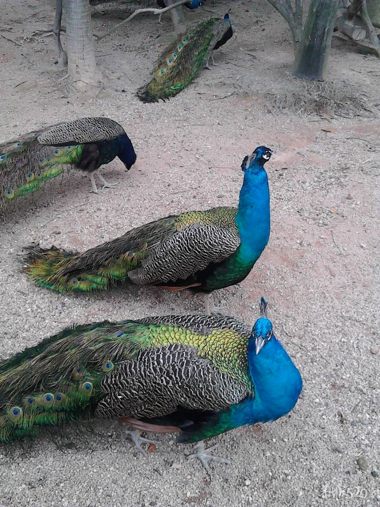 2013年元旦，深圳市野生动物园一日游864 / 作者:758779802 / 帖子ID:59689