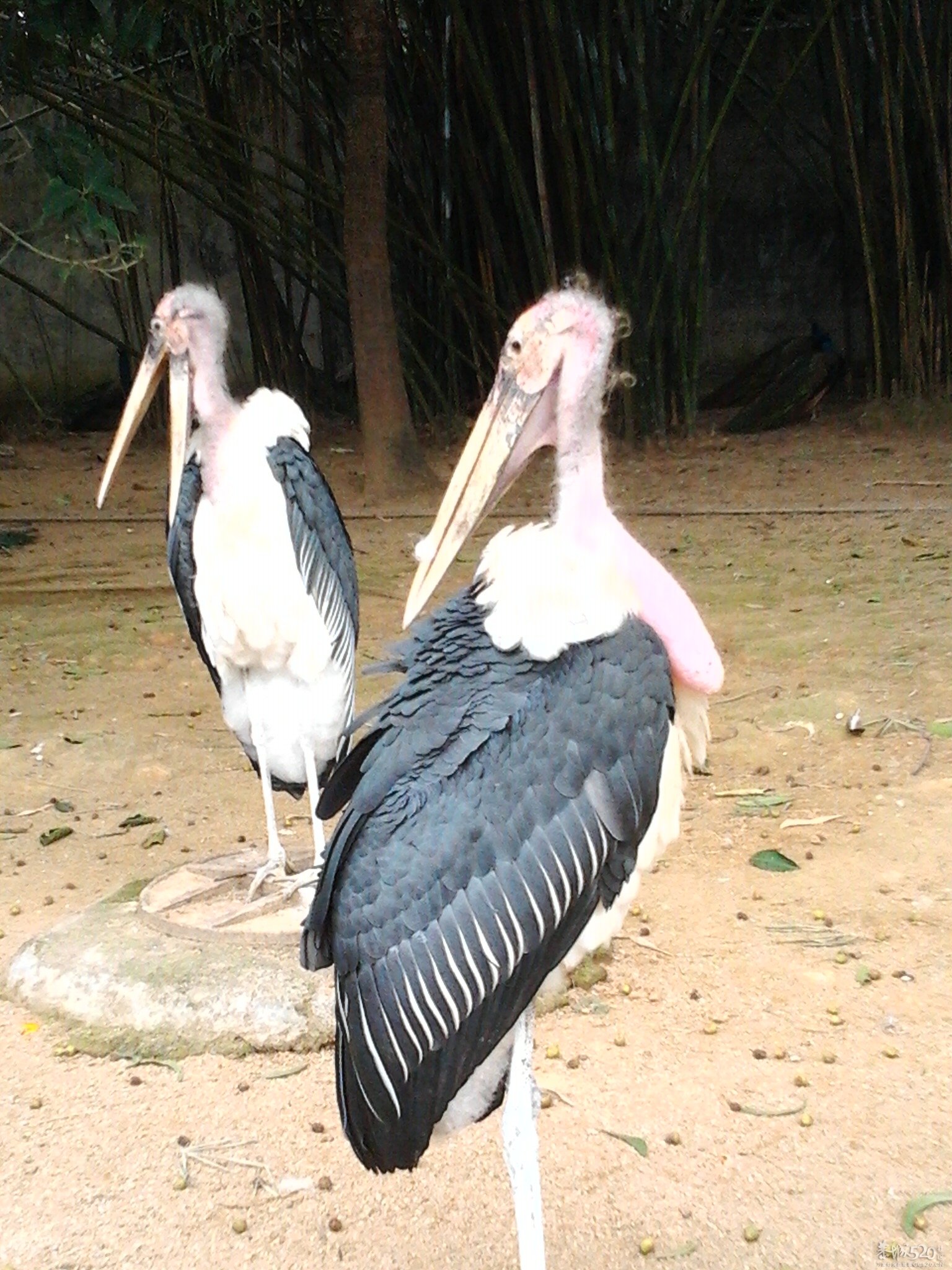 2013年元旦，深圳市野生动物园一日游472 / 作者:758779802 / 帖子ID:59689