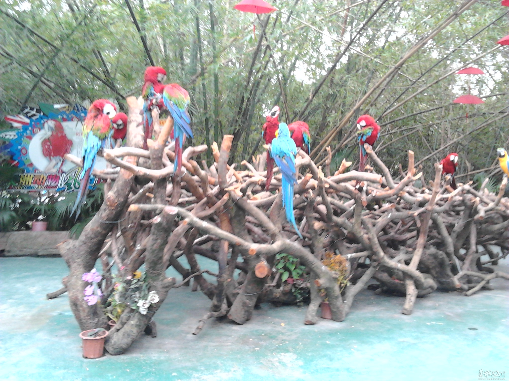 2013年元旦，深圳市野生动物园一日游267 / 作者:758779802 / 帖子ID:59689