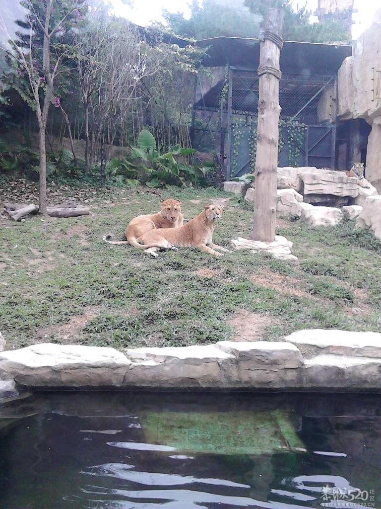 2013年元旦，深圳市野生动物园一日游805 / 作者:758779802 / 帖子ID:59689