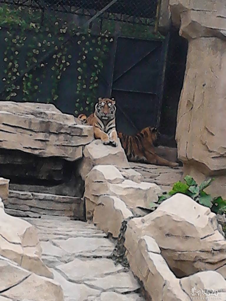 2013年元旦，深圳市野生动物园一日游850 / 作者:758779802 / 帖子ID:59689