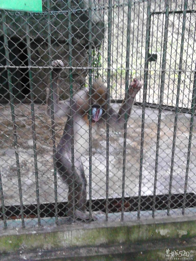 2013年元旦，深圳市野生动物园一日游284 / 作者:758779802 / 帖子ID:59689