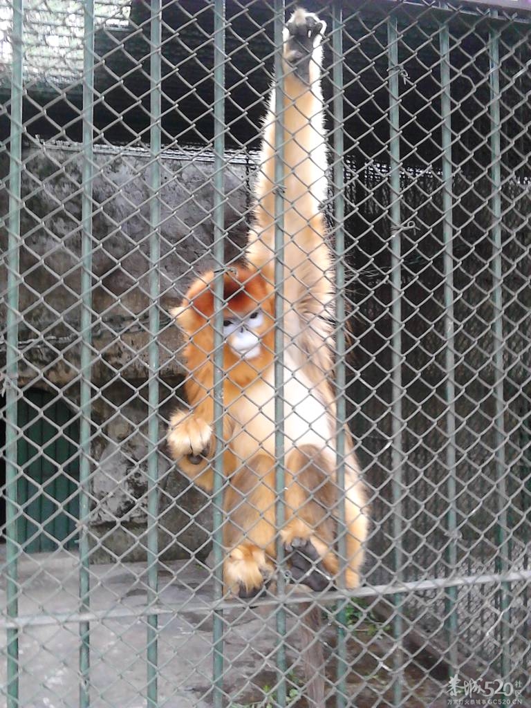 2013年元旦，深圳市野生动物园一日游992 / 作者:758779802 / 帖子ID:59689