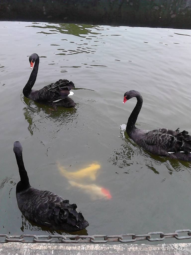 2013年元旦，深圳市野生动物园一日游707 / 作者:758779802 / 帖子ID:59689